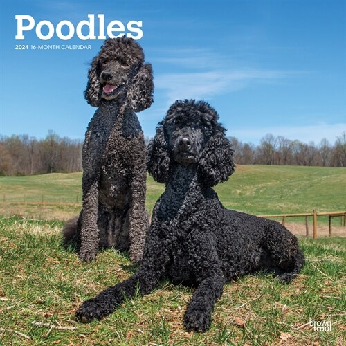 Poodles 2024 Square (Wall)
