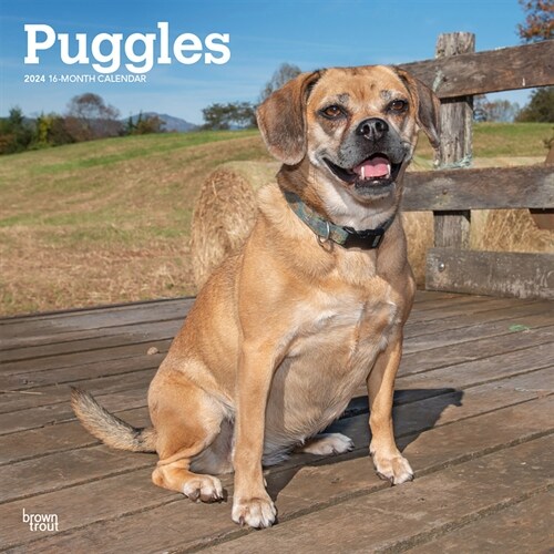 Puggles 2024 Square (Wall)