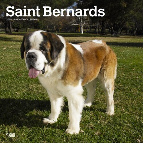 Saint Bernards 2024 Square (Wall)