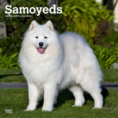 Samoyeds 2024 Square (Wall)