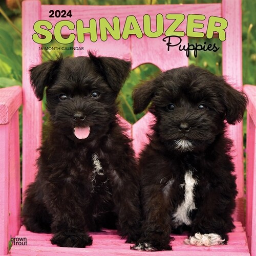 Schnauzer Puppies 2024 Square (Wall)