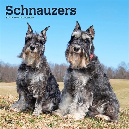 Schnauzers 2024 Square (Wall)