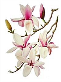 Magnolias (Hardcover)