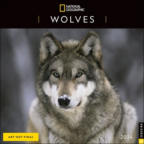 National Geographic: Wolves 2024 Wall Calendar (Wall)