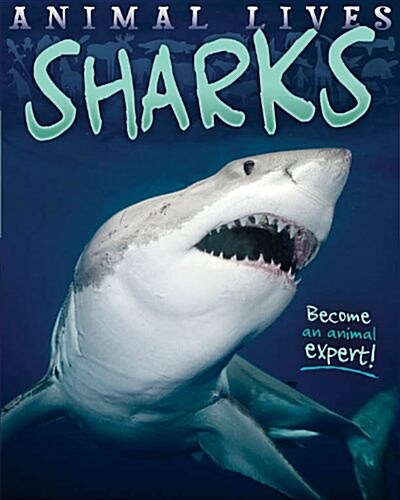 Animal Lives: Sharks (Hardcover)