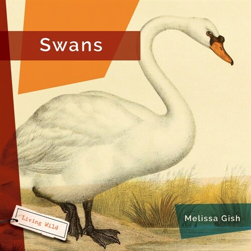 Swans (Paperback)