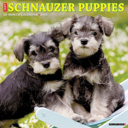 Just Schnauzer Puppies 2024 12 X 12 Wall Calendar (Wall)
