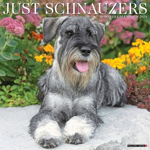 Just Schnauzers 2024 12 X 12 Wall Calendar (Wall)