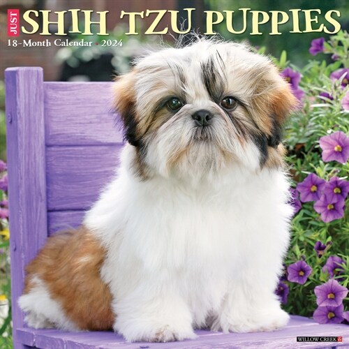 Just Shih Tzu Puppies 2024 12 X 12 Wall Calendar (Wall)