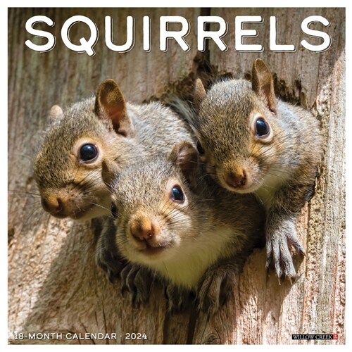 Squirrels 2024 12 X 12 Wall Calendar (Wall)