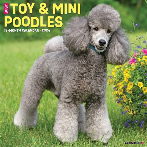 Just Toy & Miniature Poodles 2024 12 X 12 Wall Calendar (Wall)
