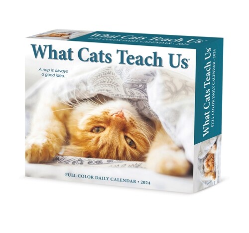 What Cats Teach Us 2024 6.2 X 5.4 Box Calendar (Daily)
