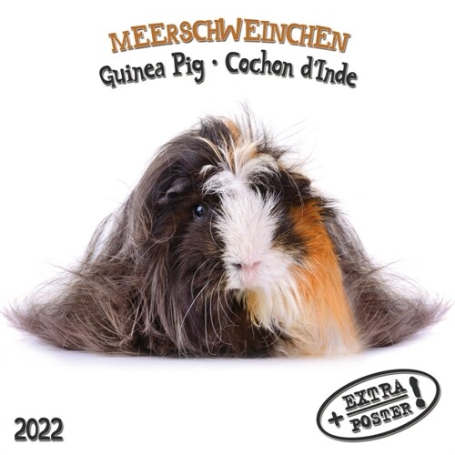 Meerschweinchen 2022 (Calendar)