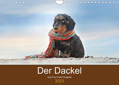 Der Dackel (Wandkalender 2023 DIN A4 quer) (Calendar)