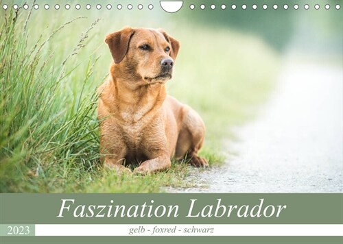 Faszination Labrador - gelb, foxred, schwarz (Wandkalender 2023 DIN A4 quer) (Calendar)