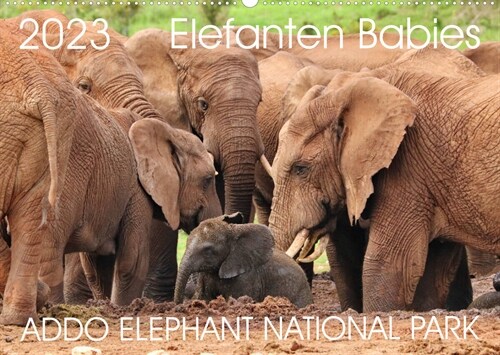 ADDO ELEPHANT NATIONAL PARK Elefanten Babies (Wandkalender 2023 DIN A2 quer) (Calendar)