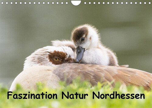 Faszination Natur Nordhessen (Wandkalender 2023 DIN A4 quer) (Calendar)