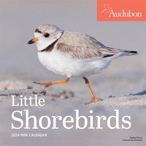 Audubon Little Shorebirds Mini Wall Calendar 2024: A Tribute to the Diversity of Shorebirds and the Fragile Ecosystems They Inhabit (Mini)