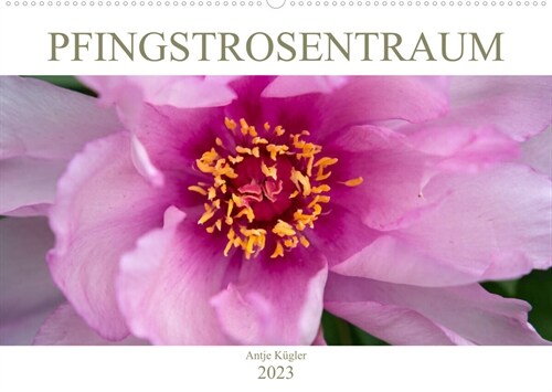 Pfingstrosentraum (Wandkalender 2023 DIN A2 quer) (Calendar)