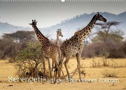 Serengeti - auf den Spuren eines Zoologen (Wandkalender 2023 DIN A2 quer) (Calendar)