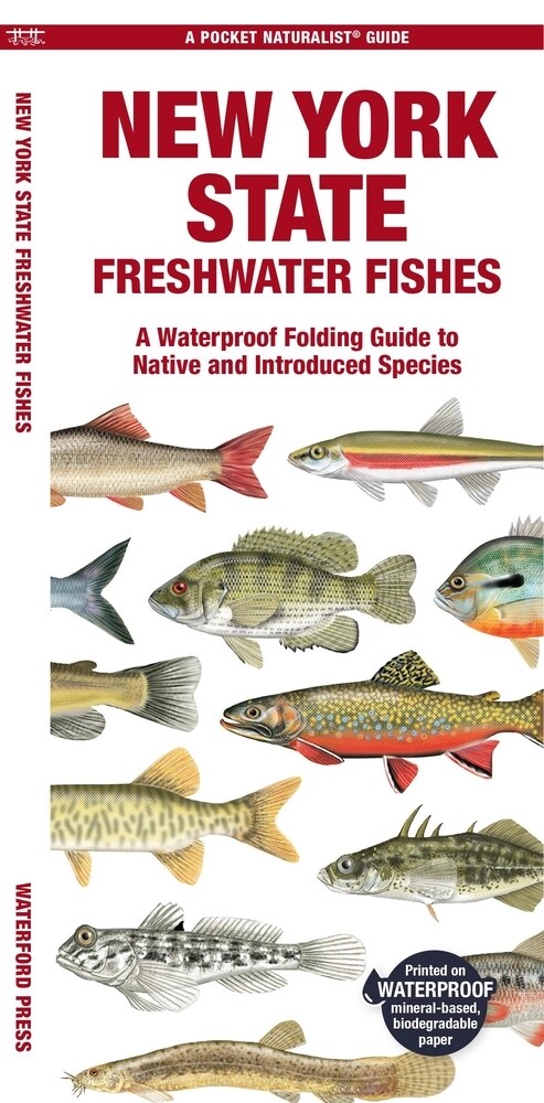 New York State Freshwater Fishes: A Waterproof Folding Guide to Native and Introduced Species (Paperback)