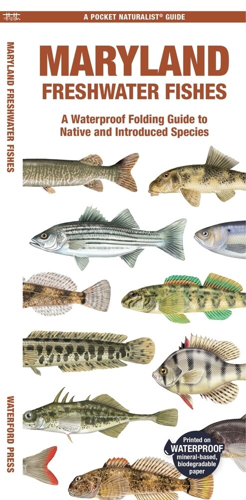 Maryland Freshwater Fishes: A Waterproof Folding Guide to Native and Introduced Species (Paperback)