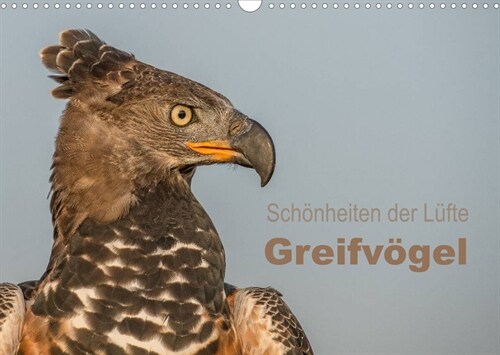 Schonheiten der Lufte - Greifvogel (Wandkalender 2023 DIN A3 quer) (Calendar)