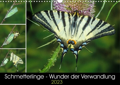 Schmetterlinge - Wunder der Verwandlung (Wandkalender 2023 DIN A3 quer) (Calendar)