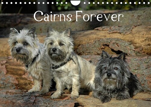 Cairns Forever (Wandkalender 2023 DIN A4 quer) (Calendar)