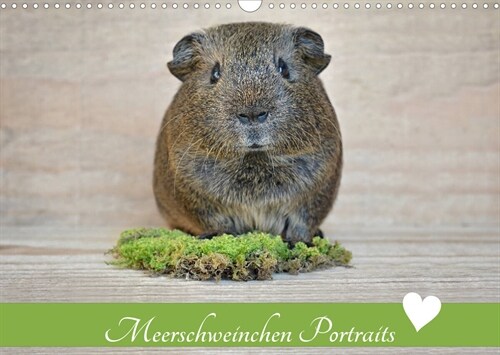 Meerschweinchen Portraits (Wandkalender 2023 DIN A3 quer) (Calendar)