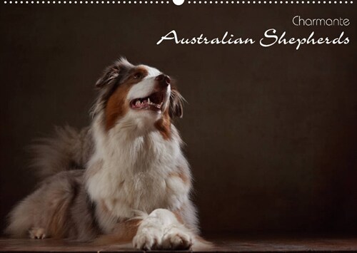 Charmante Australian Shepherds (Wandkalender 2023 DIN A2 quer) (Calendar)