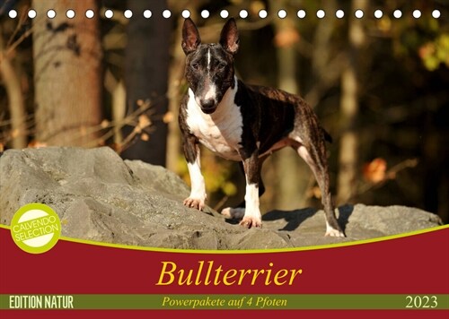 Bullterrier, Powerpakete auf 4 Pfoten (Tischkalender 2023 DIN A5 quer) (Calendar)