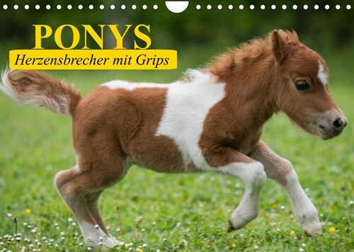 Ponys. Herzensbrecher mit Grips (Wandkalender 2023 DIN A4 quer) (Calendar)