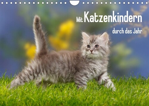 Mit Katzenkindern durch das Jahr (Wandkalender 2023 DIN A4 quer) (Calendar)