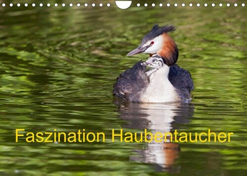 Faszination Haubentaucher (Wandkalender 2023 DIN A4 quer) (Calendar)