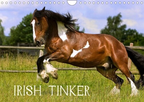 Irish Tinker (Wandkalender 2023 DIN A4 quer) (Calendar)