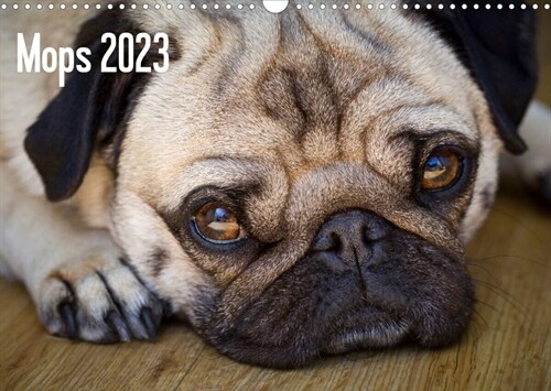 Mops 2023 (Wandkalender 2023 DIN A3 quer) (Calendar)