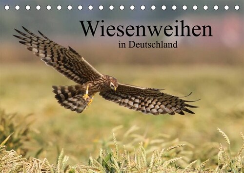 Wiesenweihen in Deutschland (Tischkalender 2023 DIN A5 quer) (Calendar)