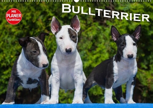 Bullterrier (Wandkalender 2023 DIN A2 quer) (Calendar)