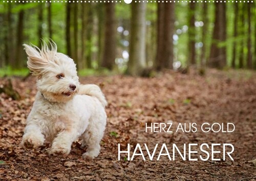 Havaneser - Herz aus Gold (Wandkalender 2023 DIN A2 quer) (Calendar)
