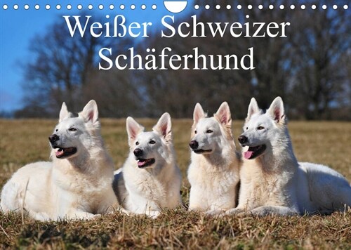 Weißer Schweizer Schaferhund (Wandkalender 2023 DIN A4 quer) (Calendar)