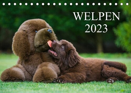 Welpen 2023 (Tischkalender 2023 DIN A5 quer) (Calendar)