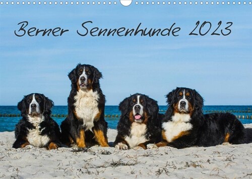 Berner Sennenhund 2023 (Wandkalender 2023 DIN A3 quer) (Calendar)