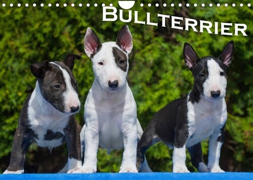 Bullterrier (Wandkalender 2023 DIN A4 quer) (Calendar)