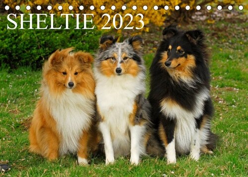 Sheltie 2023 (Tischkalender 2023 DIN A5 quer) (Calendar)