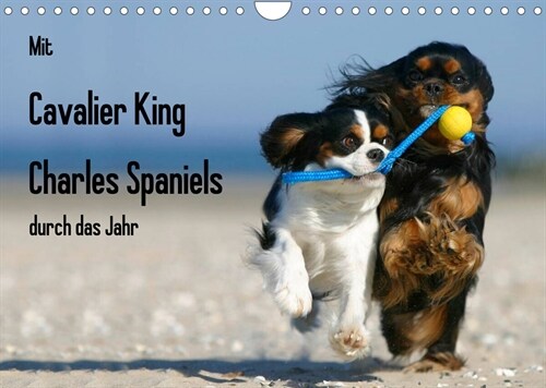 Mit Cavalier King Charles Spaniels durch das Jahr (Wandkalender 2023 DIN A4 quer) (Calendar)