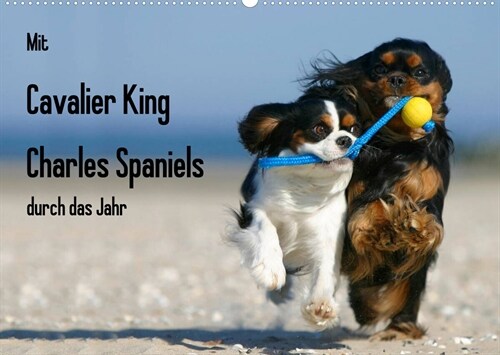 Mit Cavalier King Charles Spaniels durch das Jahr (Wandkalender 2023 DIN A2 quer) (Calendar)
