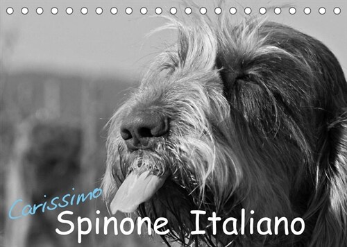 Carissimo Spinone Italiano (Tischkalender 2023 DIN A5 quer) (Calendar)