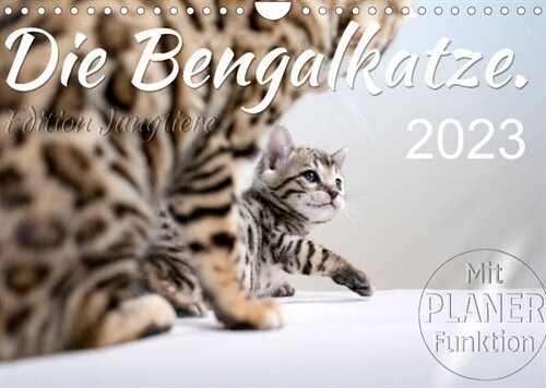 Die Bengalkatze. Edition Jungtiere (Wandkalender 2023 DIN A4 quer) (Calendar)