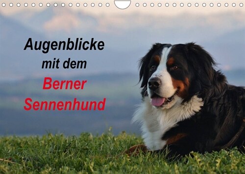 Augenblicke mit dem Berner Sennenhund (Wandkalender 2023 DIN A4 quer) (Calendar)